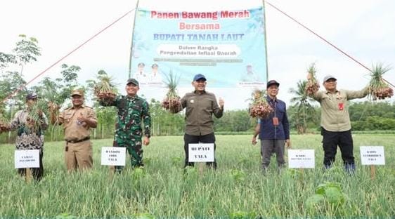 Bupati Tanah Laut Panen Bawang Merah, Dorong Produktivitas Pertanian untuk Kendalikan Inflasi