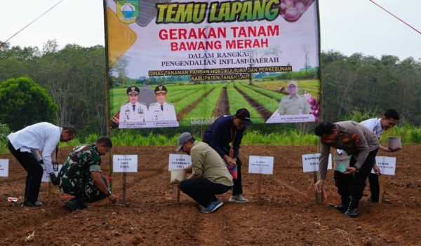 Tanah Laut Genjot Produksi Bawang Merah Lewat Gerakan Tanam Serentak