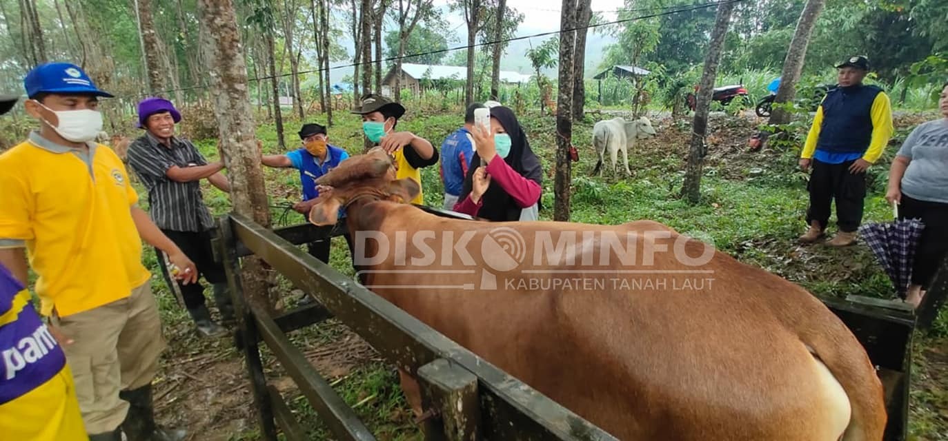 PERHATIKAN KETERSEDIAAN PAKAN DAN NUTRISI UNTUK SAPI INDUKAN