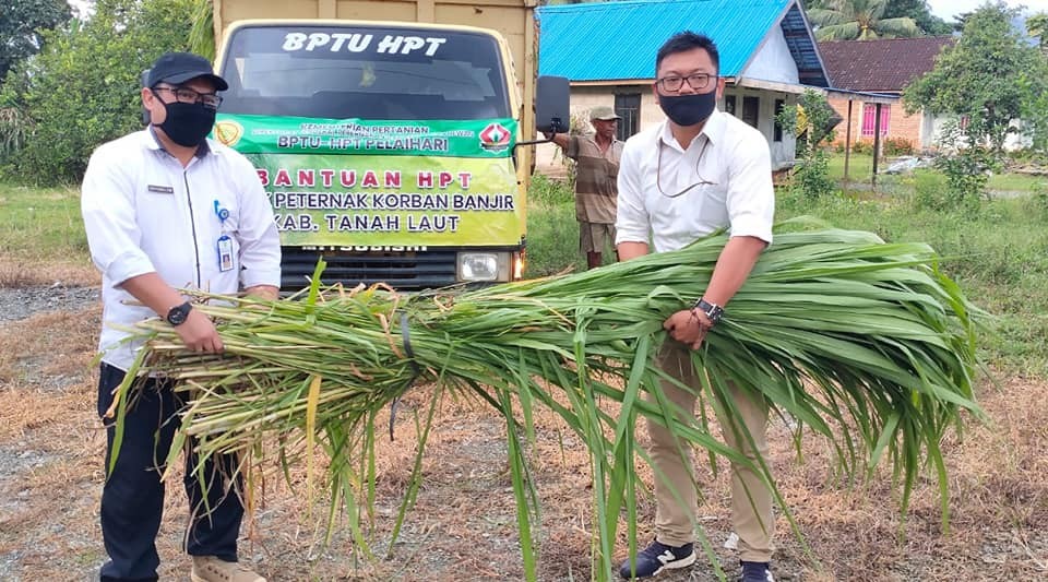 PETERNAK DESA KUNYIT KEMBALI DAPATKAN BANTUAN HIJAUAN PAKAN TERNAK