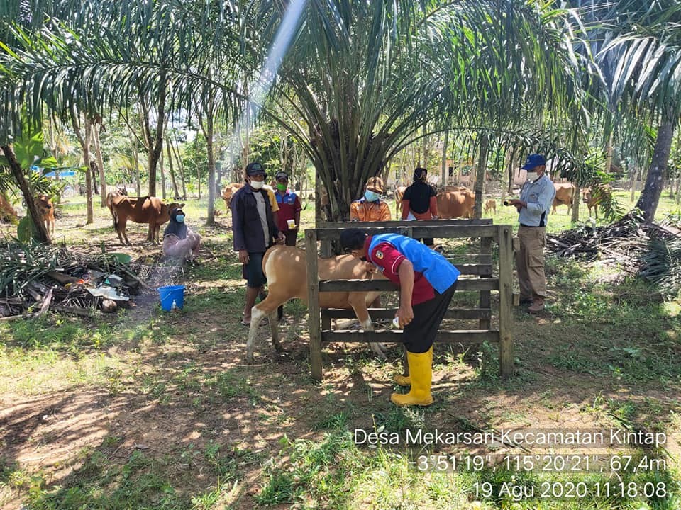 RATUSAN TERNAK SAPI MENDAPATKAN LAYANAN KESEHATAN DI DESA MEKAR SARI KECAMATAN KINTAP