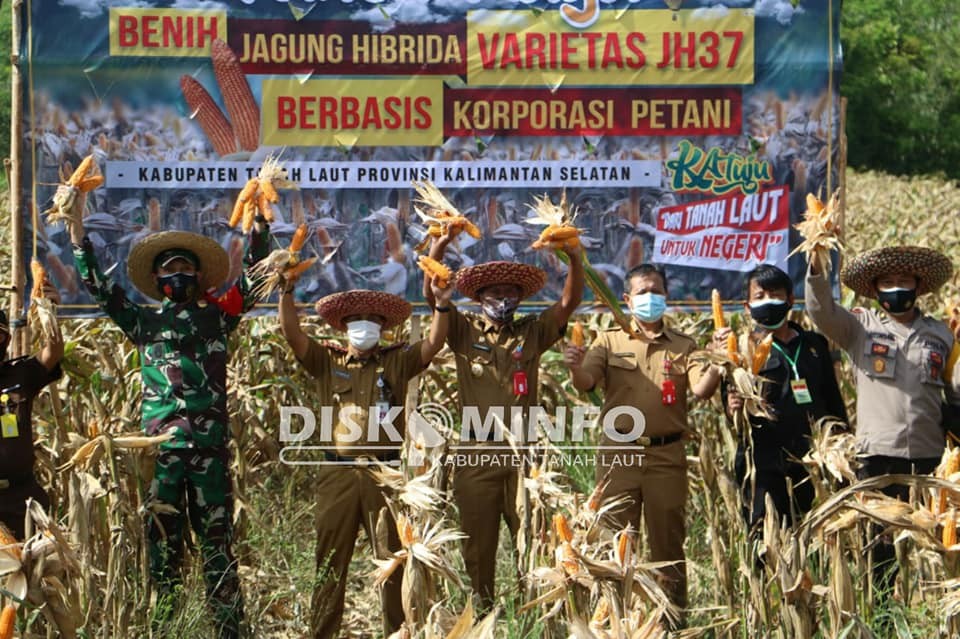 JAGUNG HIBRIDA JH37 TALA JADI KOMODITAS KEBANGGAAN