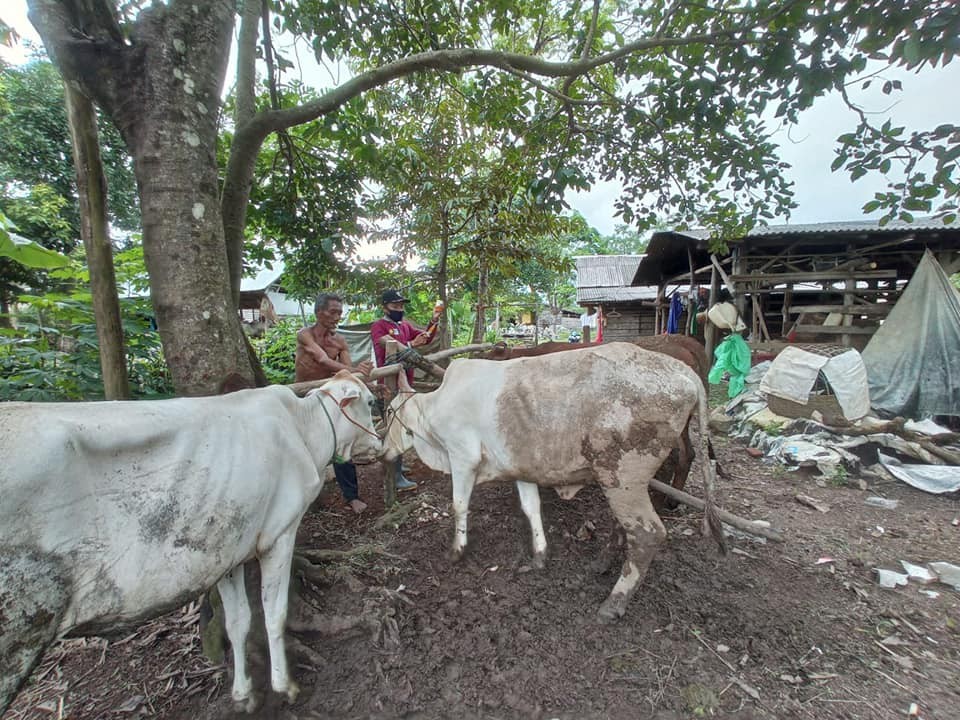 UPT PUSKESWAN PANYIPATAN BERIKAN PELAYANAN AGAR HEWAN TERNAK SEHAT