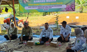 Perkuat SDM Petani, Distanhorbun Tanah Laut Hadirkan Pakar dari Nganjuk untuk Budidaya Bawang Merah